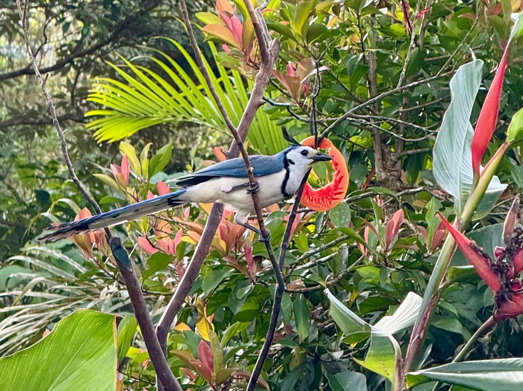 Sueño Rio Celeste Boutique B&B主图