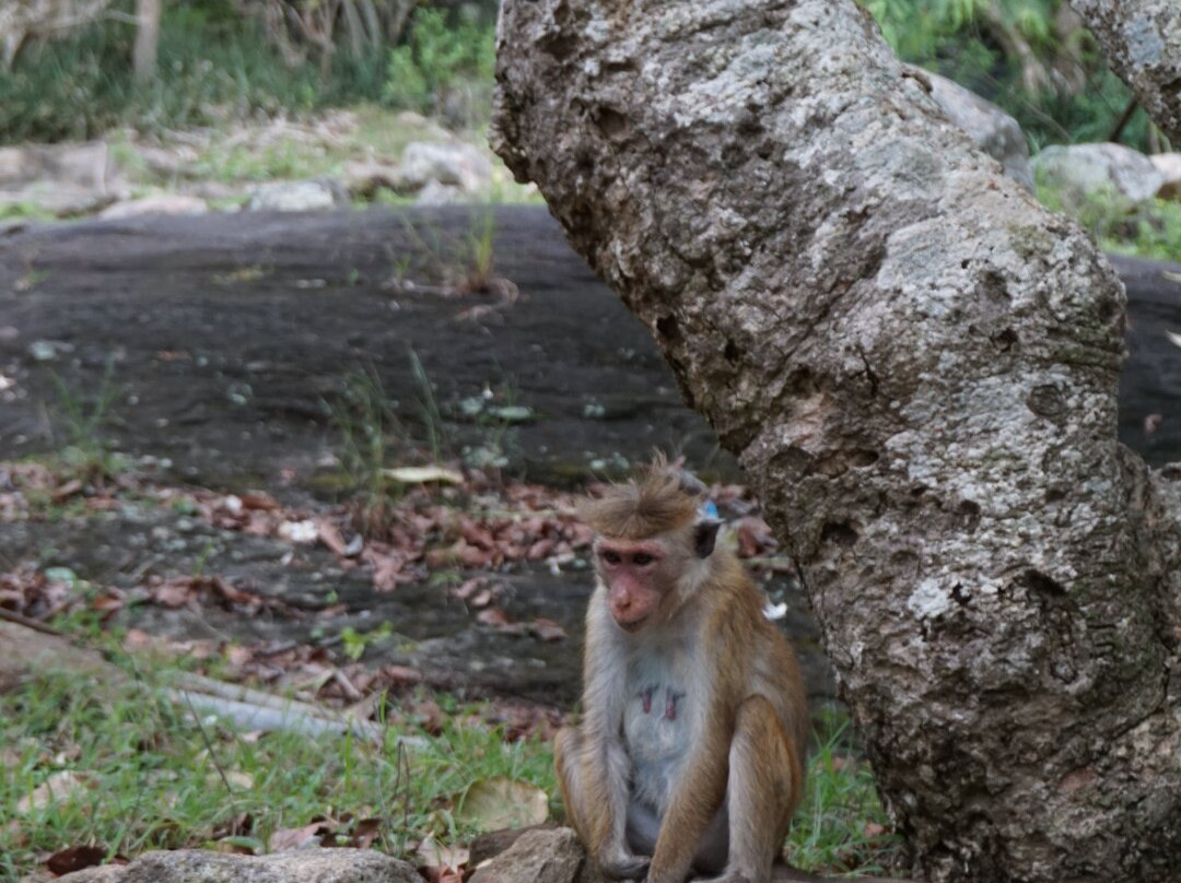 Srilankan Round Tours with Supun景点图片