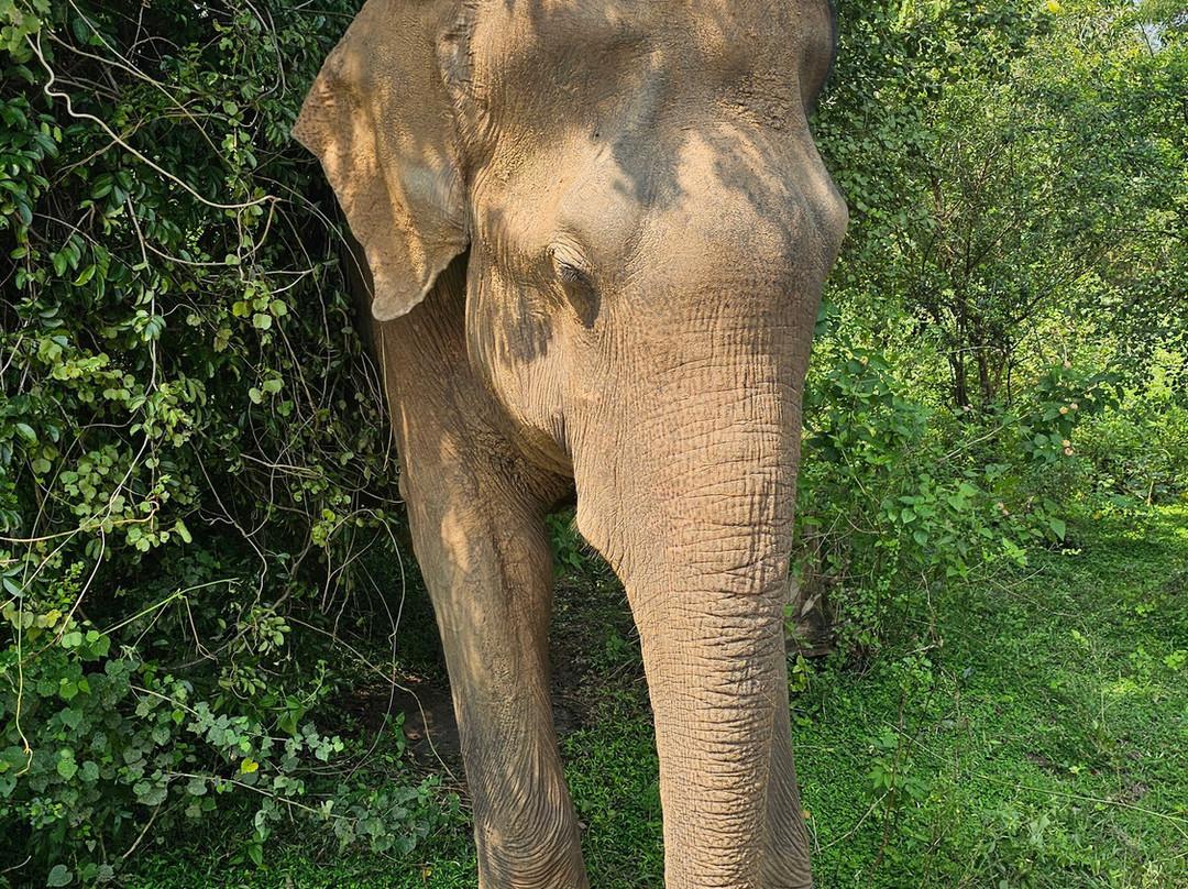 Udawalawe National Park Safari-乌达瓦拉瓦必去景点