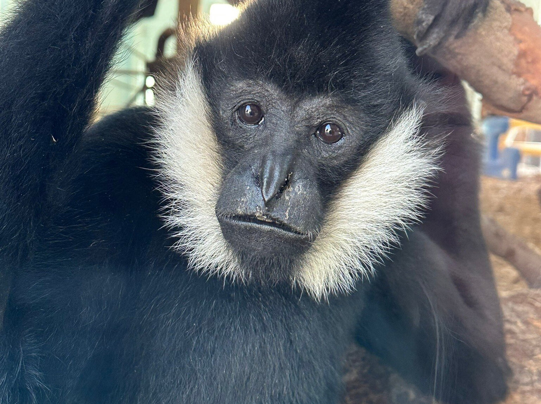 Akron Zoo-阿克伦必去景点