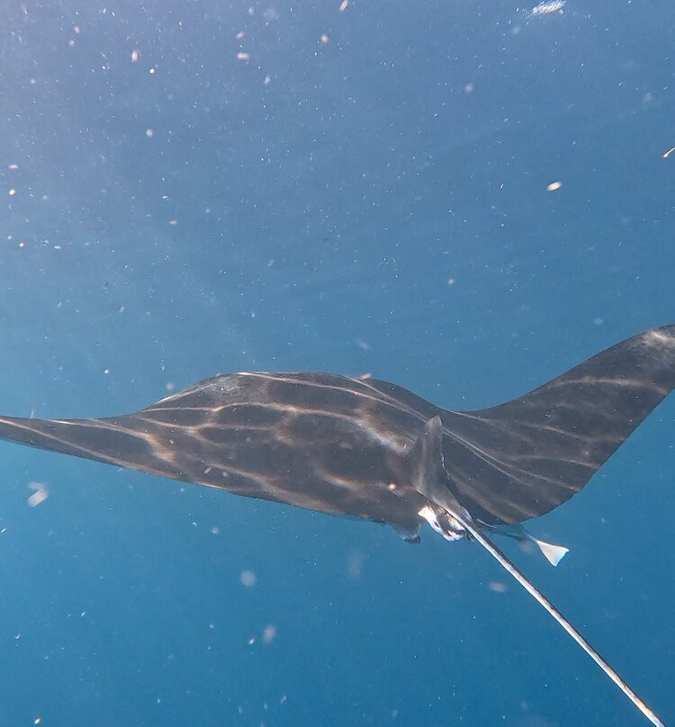 Dive Academy Fiji-Waiyevo必去景点