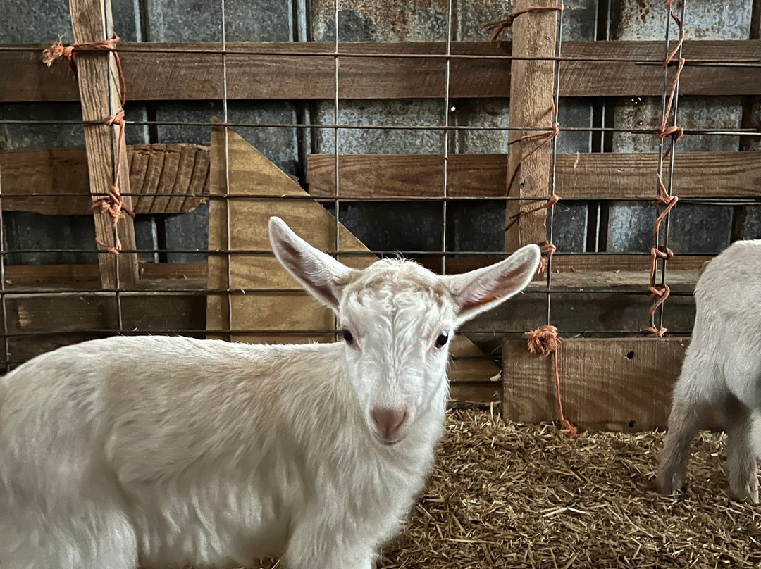 Inn at Celebrity Dairy主图