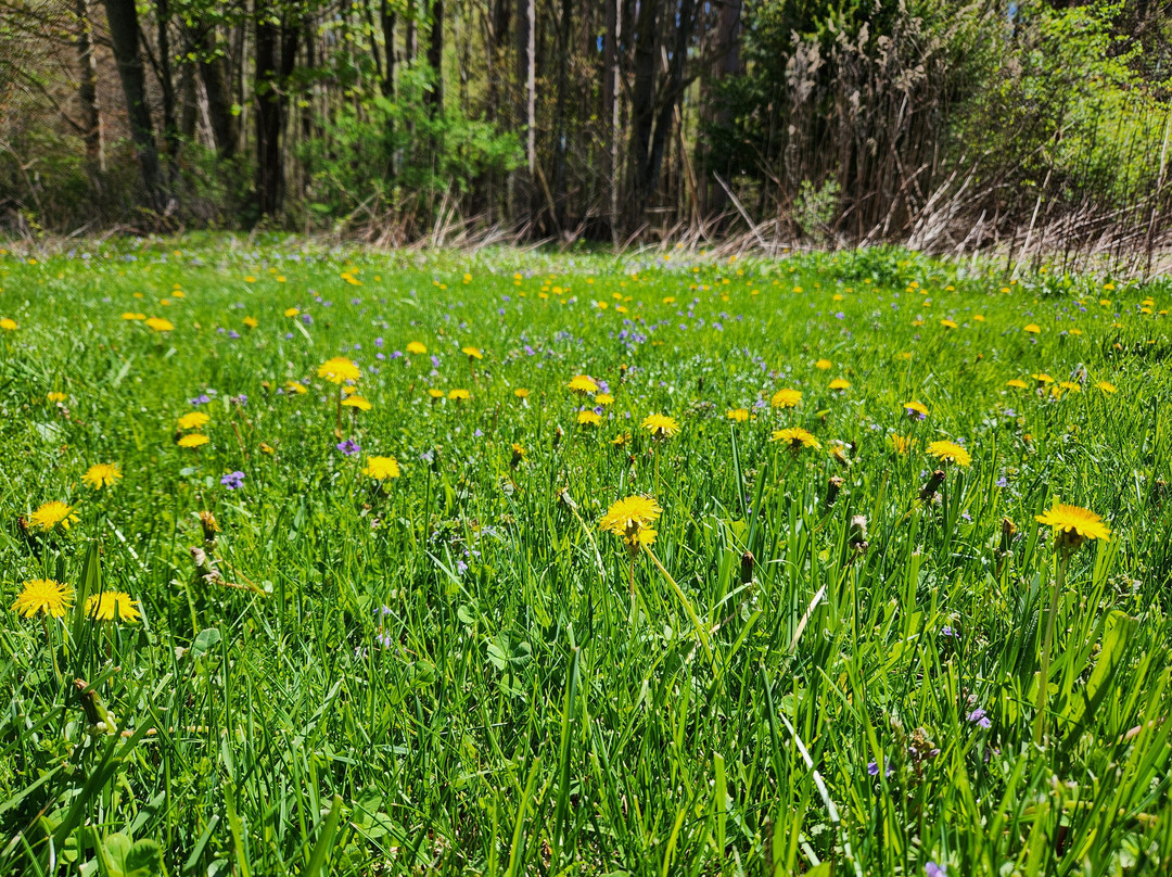 Cobblestone Hotel & Suites - Greenville主图