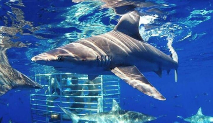 Action Sports Hi Tours-火奴鲁鲁必去景点