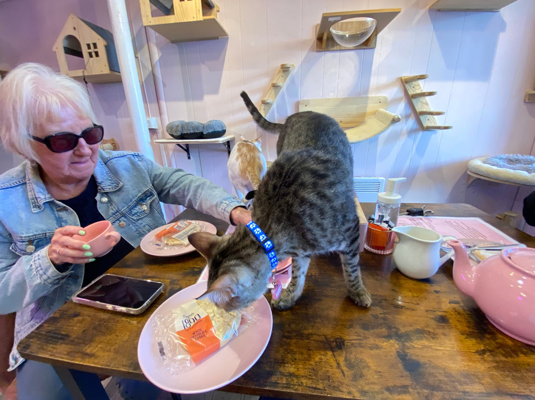 Meow Cat Cafe