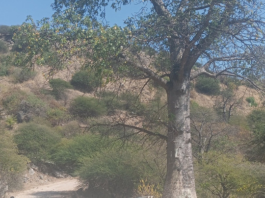 Ali nasser-塞拉莱必去景点