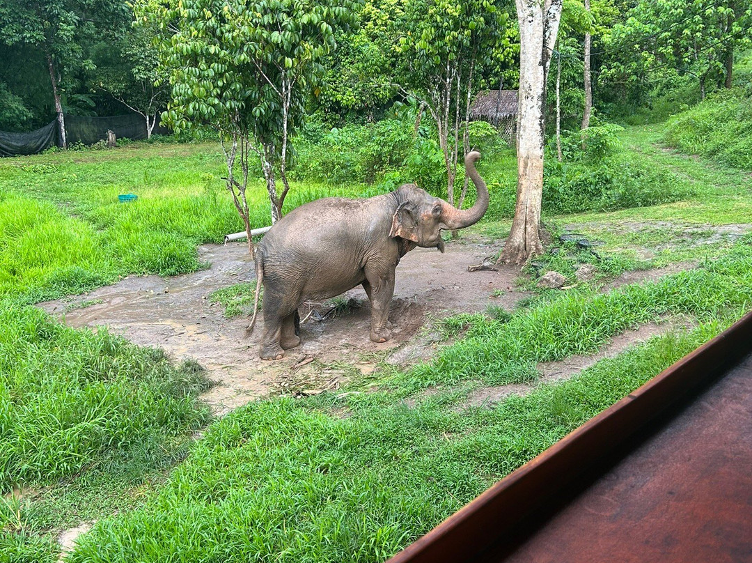 Phuket Elephant Nature Reserve景点图片