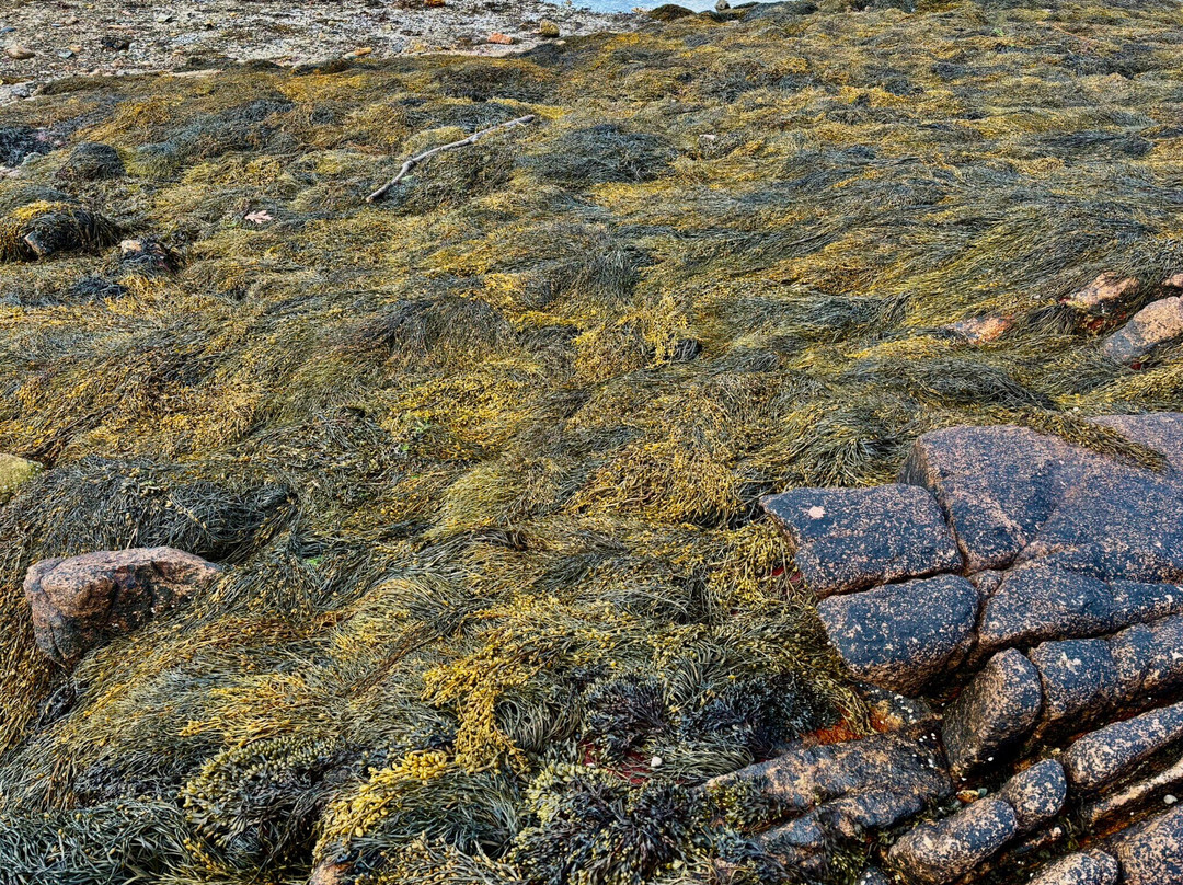 Wonderland Trail-Southwest Harbor必去景点