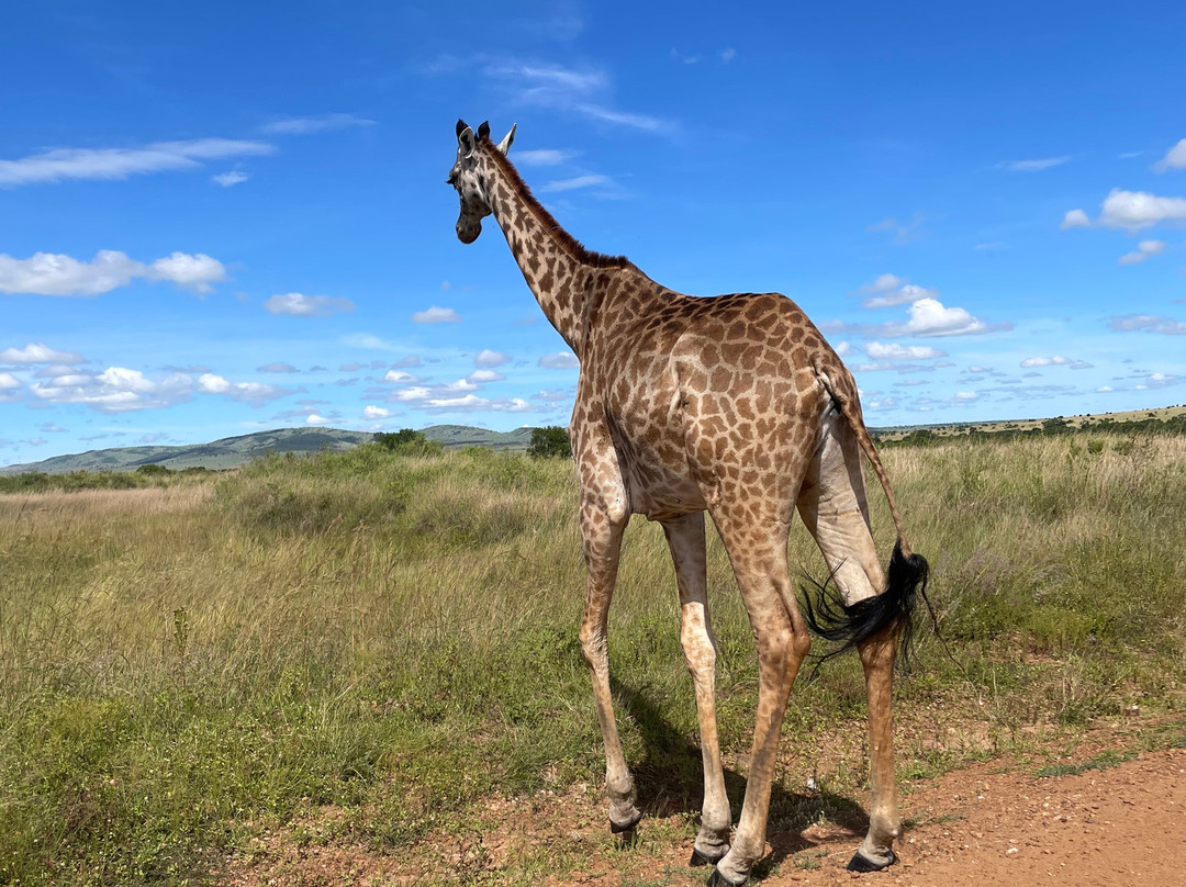 Steenbok Safaris and Car Hire-内罗毕必去景点