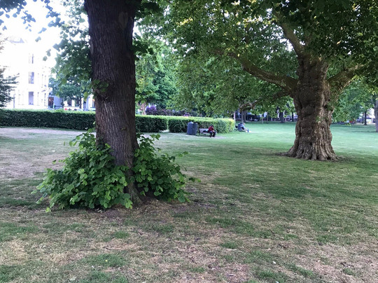 Kenaupark-哈勒姆必去景点