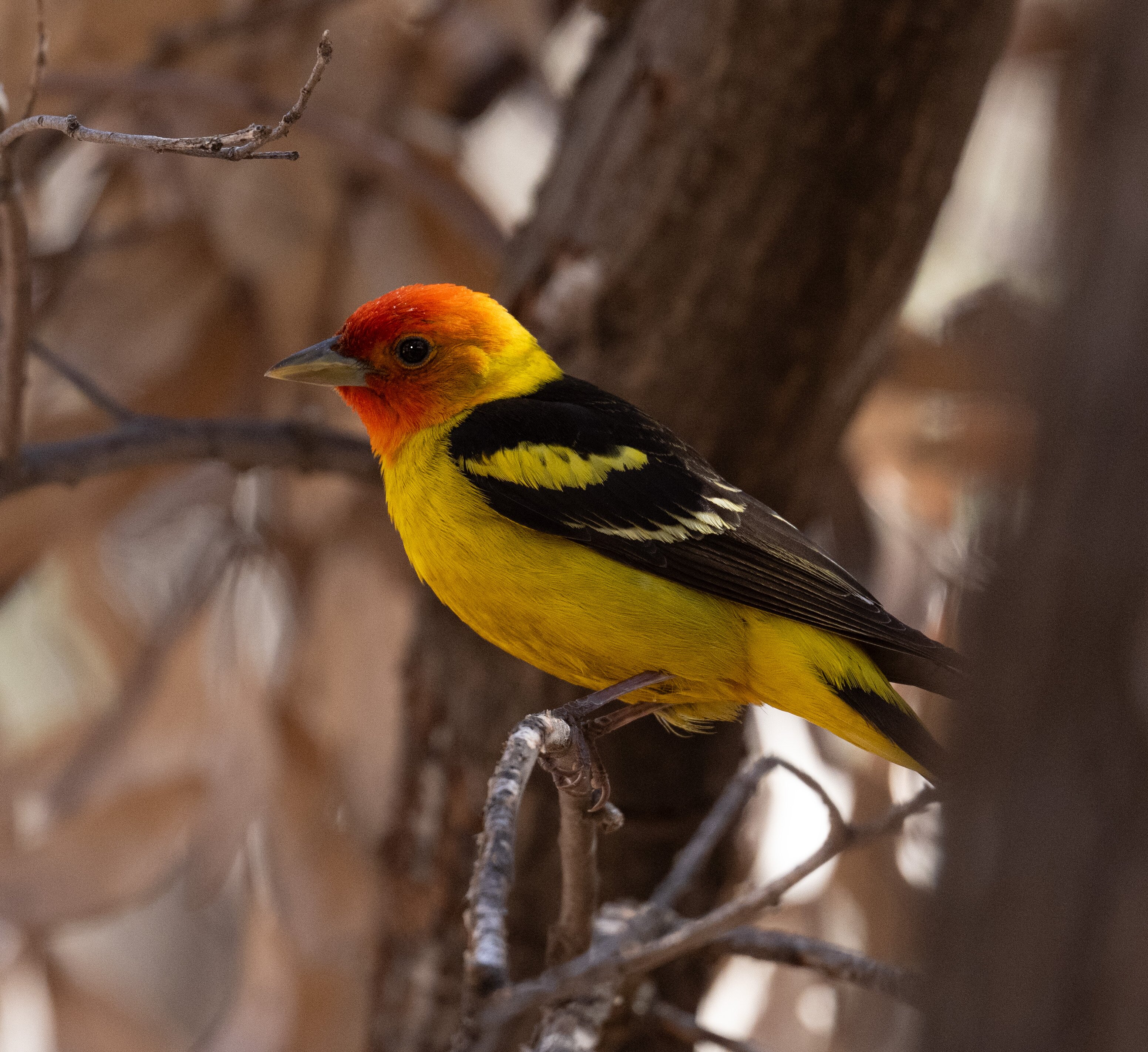Ramsey Canyon Cabins & Bird Sanctuary-酒店景观