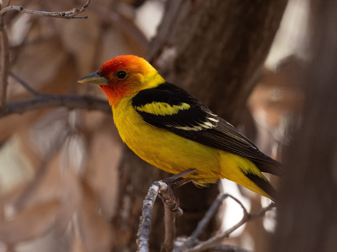 Ramsey Canyon Cabins & Bird Sanctuary主图