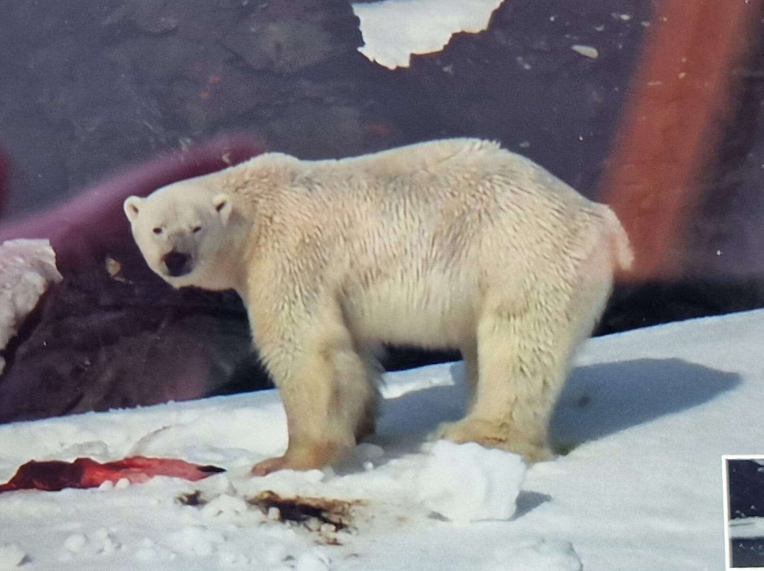 Visit Svalbard-朗伊尔城必去景点