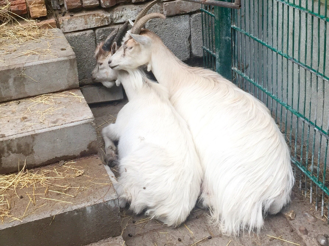 Tierpark Sassnitz景点图片