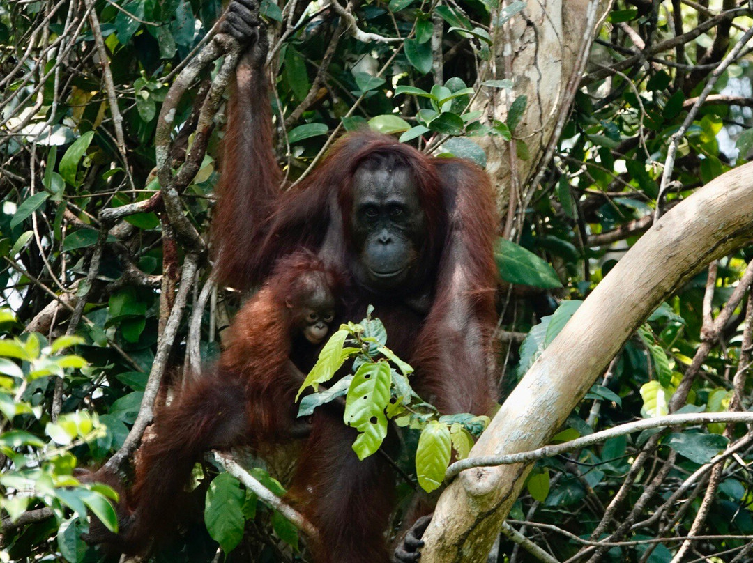 Orangutan Trekking Tours-Pangkalan Bun必去景点