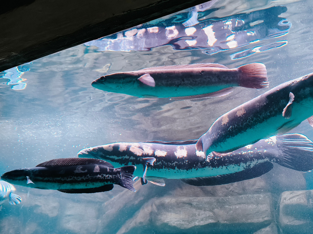 Aquarium Paradise