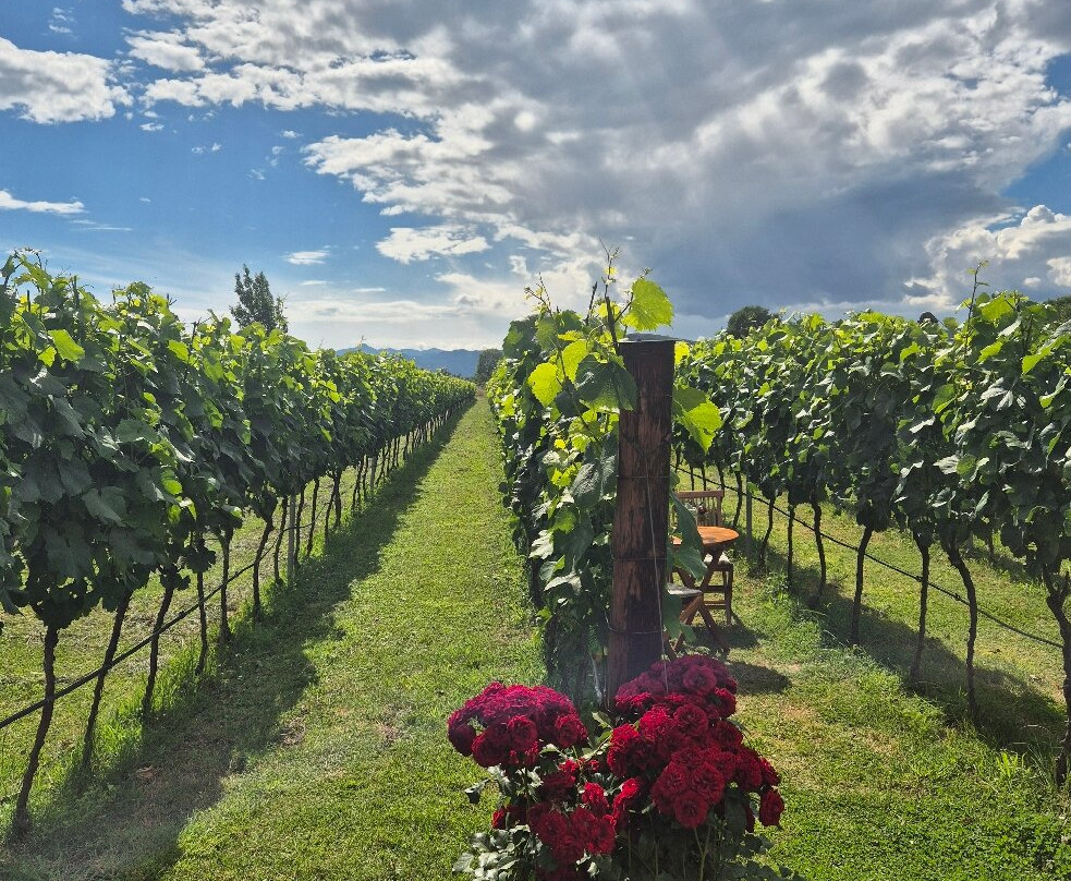 Monte Grande Winery-波德戈里察必去景点