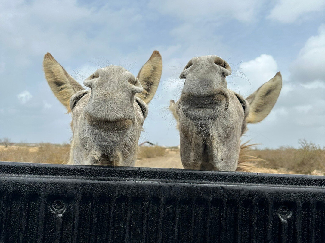 Donkey Sanctuary Bonaire景点图片