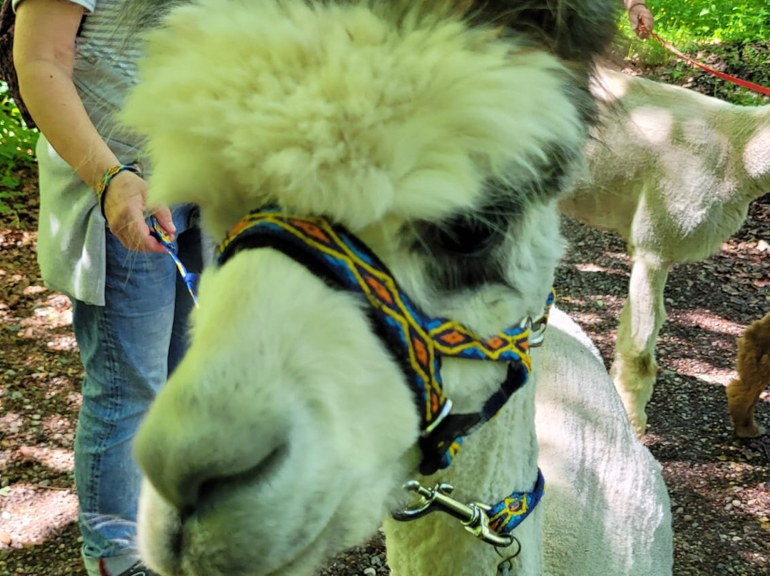 Alpaka Garten-Windach必去景点