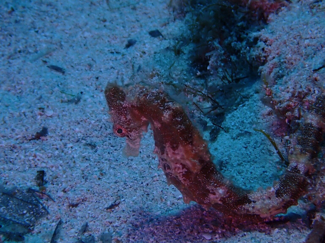 Just Scuba Diving Centre-阿依纳帕必去景点