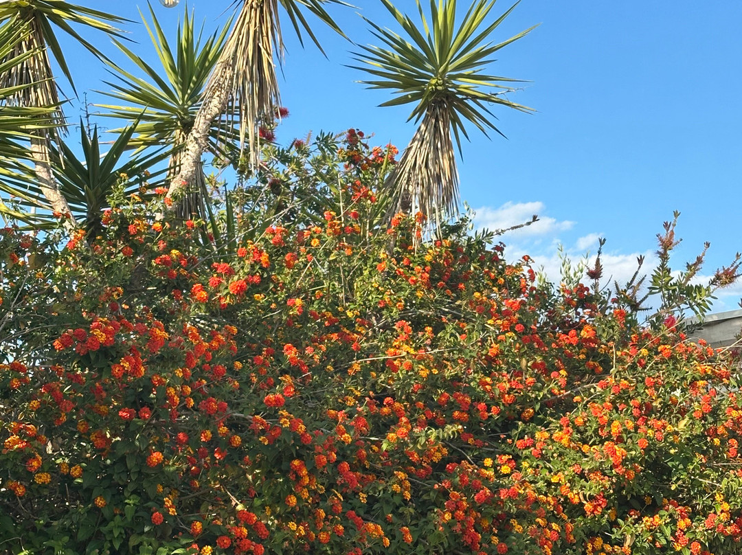 Agriturismo B&B Fiori d'Arancio主图