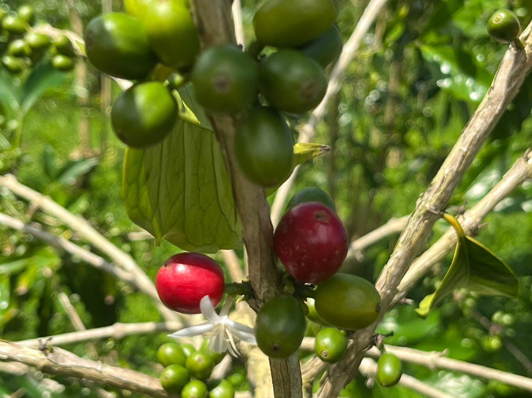 Buddha's Cup Kona Coffee And Tea Farm-哈陆亚洛亚必去景点