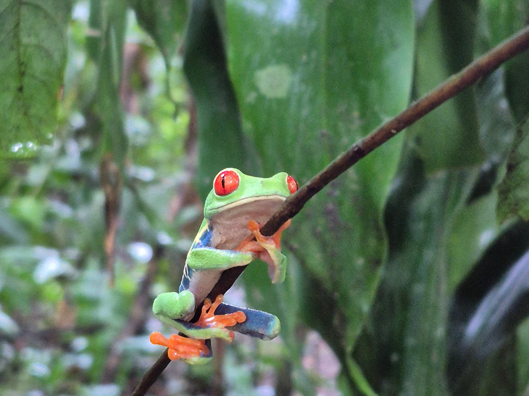 Pierella Ecological Garden-Horquetas必去景点