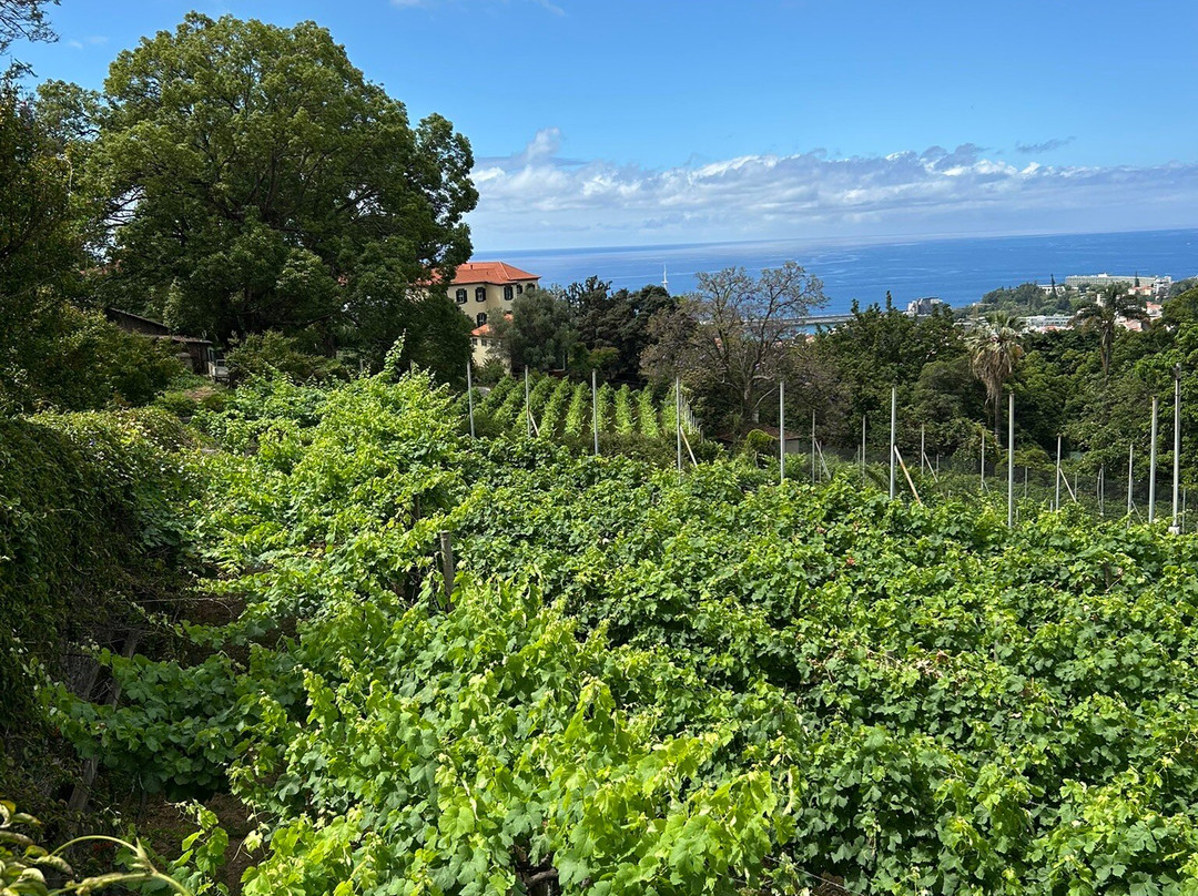 Blandy's Vineyards-沙尔必去景点