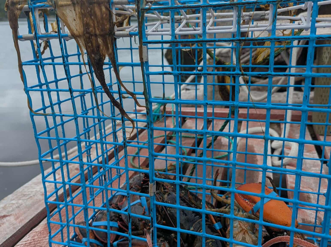 Gypsy Sea Adventures-Clarenville必去景点