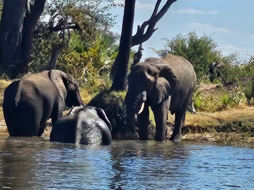 African Safari Experience-李文斯顿必去景点
