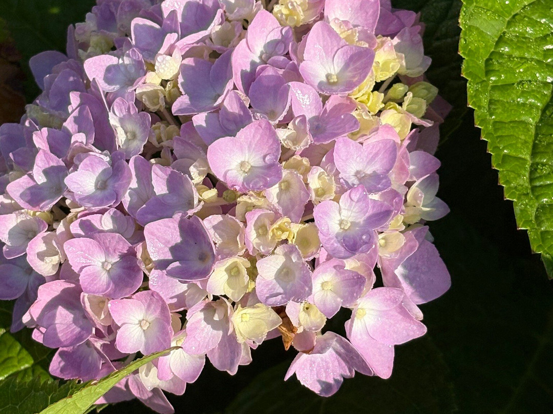 The Millbrook Inn主图