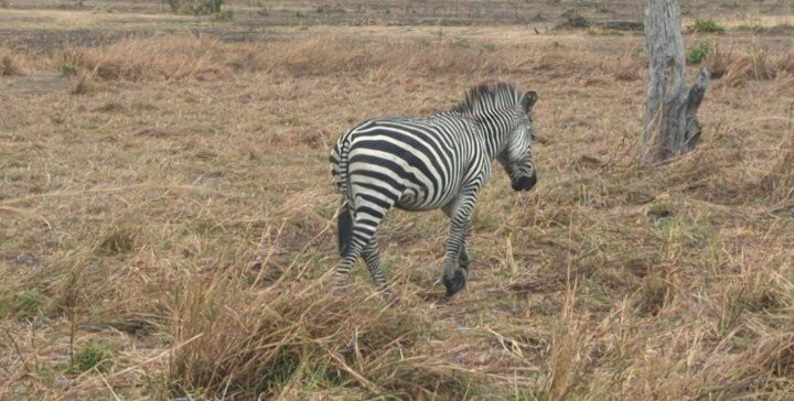 Safari Stride-Ngorongoro必去景点