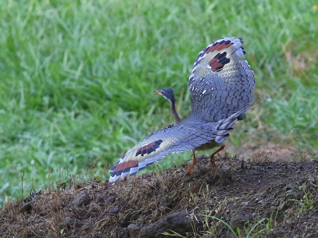Hotel Quelitales主图