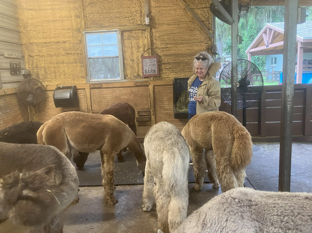 Shady Rest Alpacas-杰克逊维尔必去景点