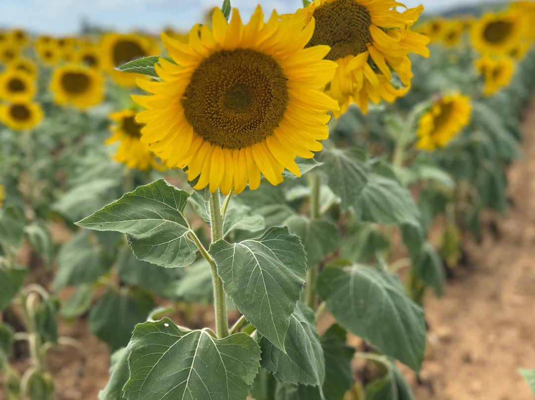 Epicurean Provence Tour (Provence, Luberon, Alpilles)-圣雷米必去景点