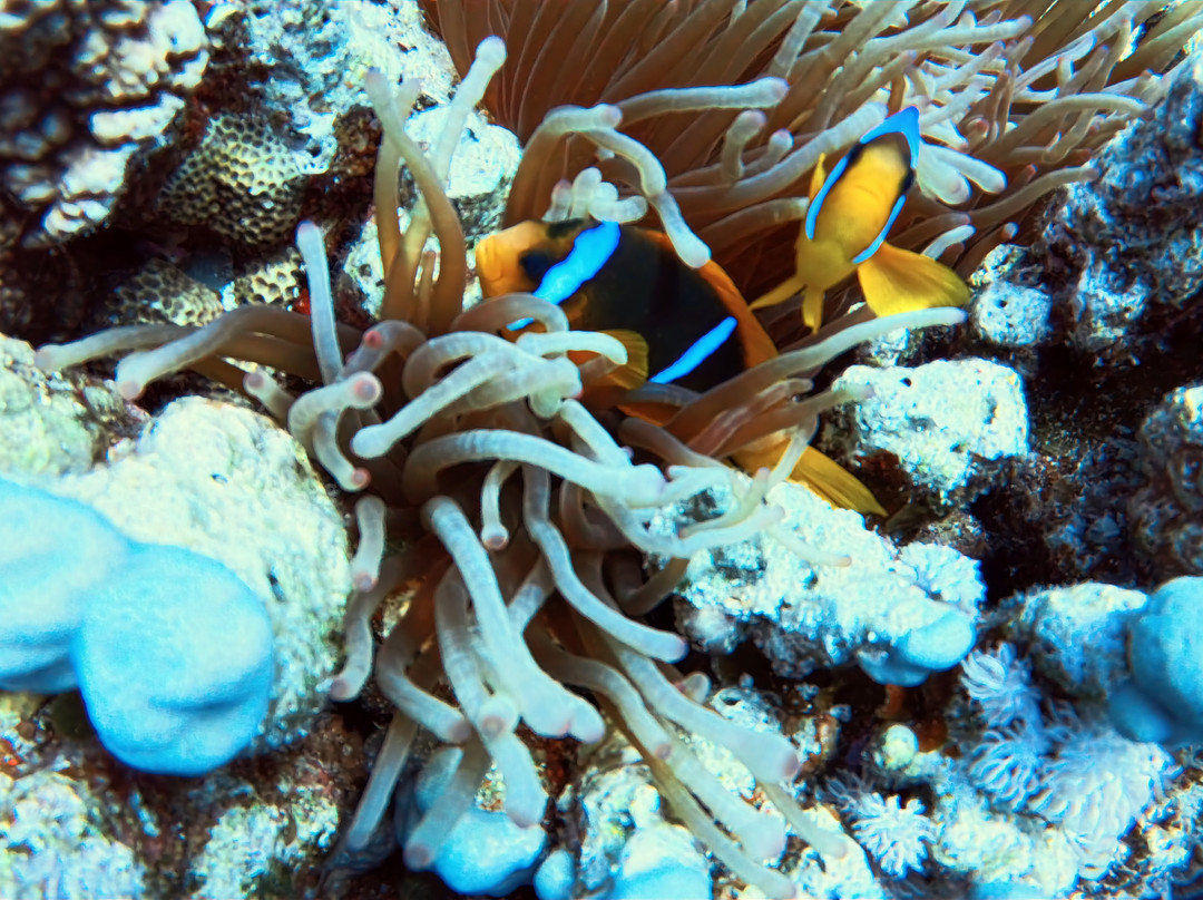 ORCA Dive Club Soma Bay-索马湾必去景点