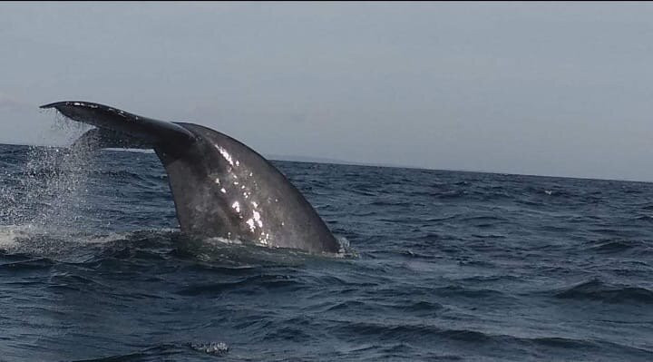 Journey To Lankatours-科伦坡必去景点