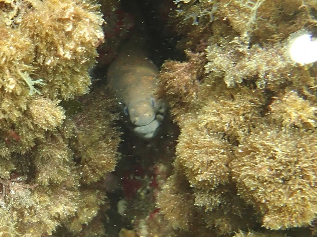 Vadum Maris Diving & Watersports-圣波拉必去景点