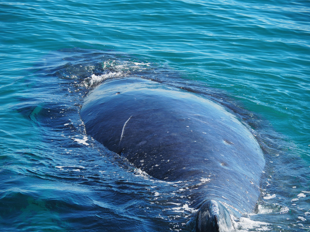 Hervey Bay Whale Watch-尤兰根必去景点