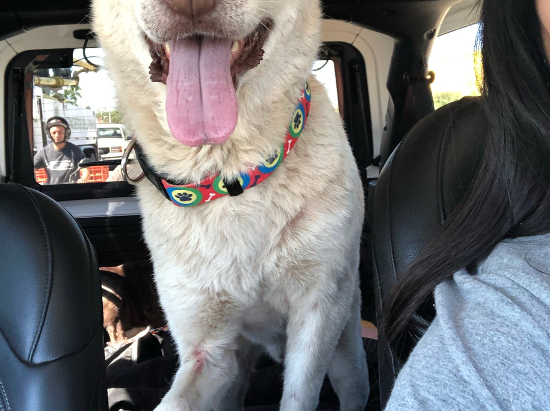 Wet Noses Rescue-Corral del Risco必去景点