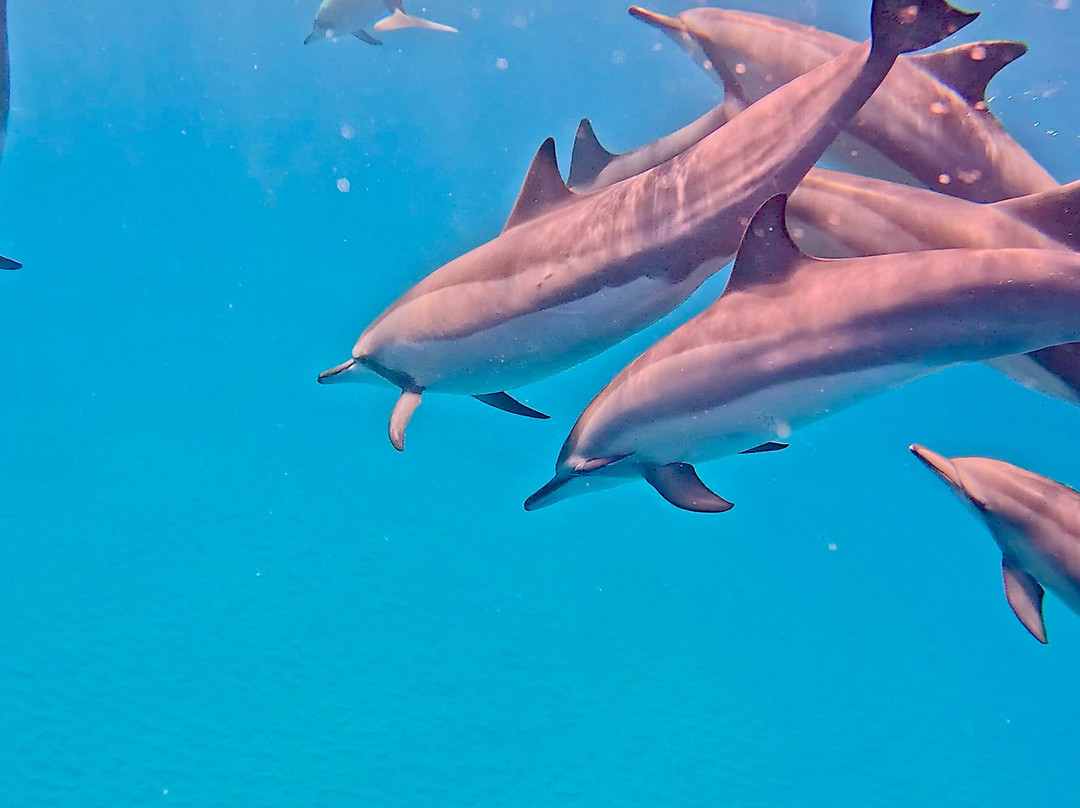 Taxi Guide Ile Maurice-红地必去景点