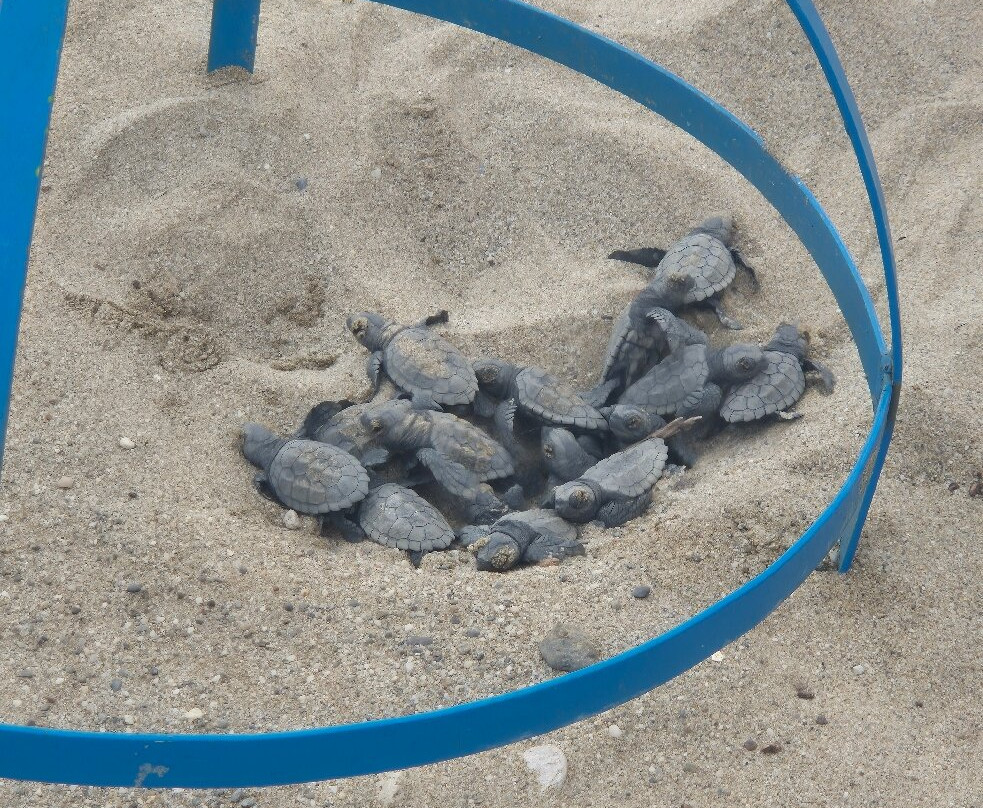 Sea Turtle Beach Walk- Archelon-雷斯蒙必去景点