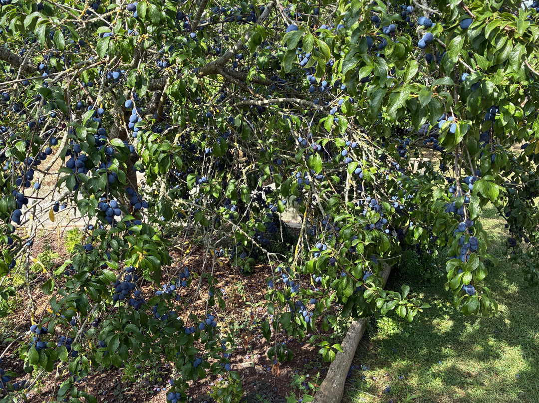 Barley Wood Walled Garden-Wrington必去景点