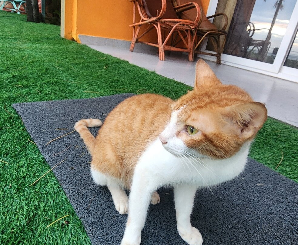 Amadi Beachfront Resorts主图