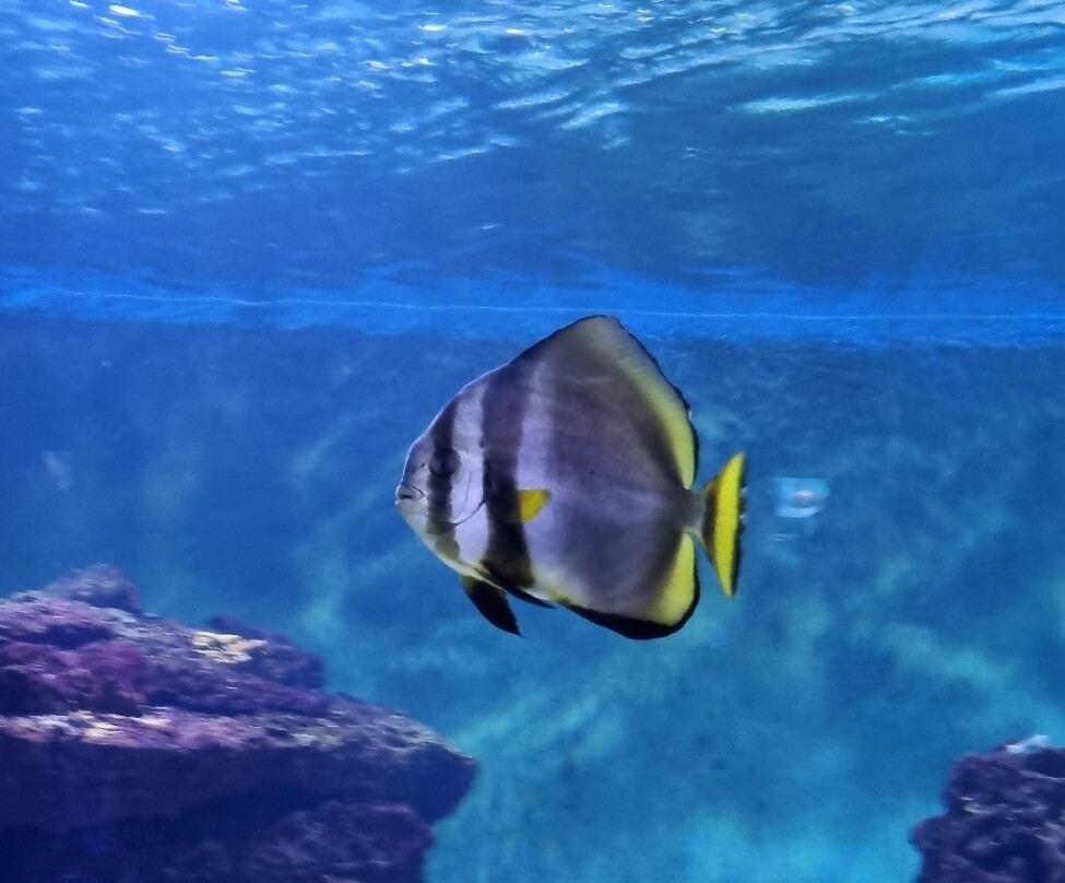 Aquarium de Vendée-Talmont Saint Hilaire必去景点