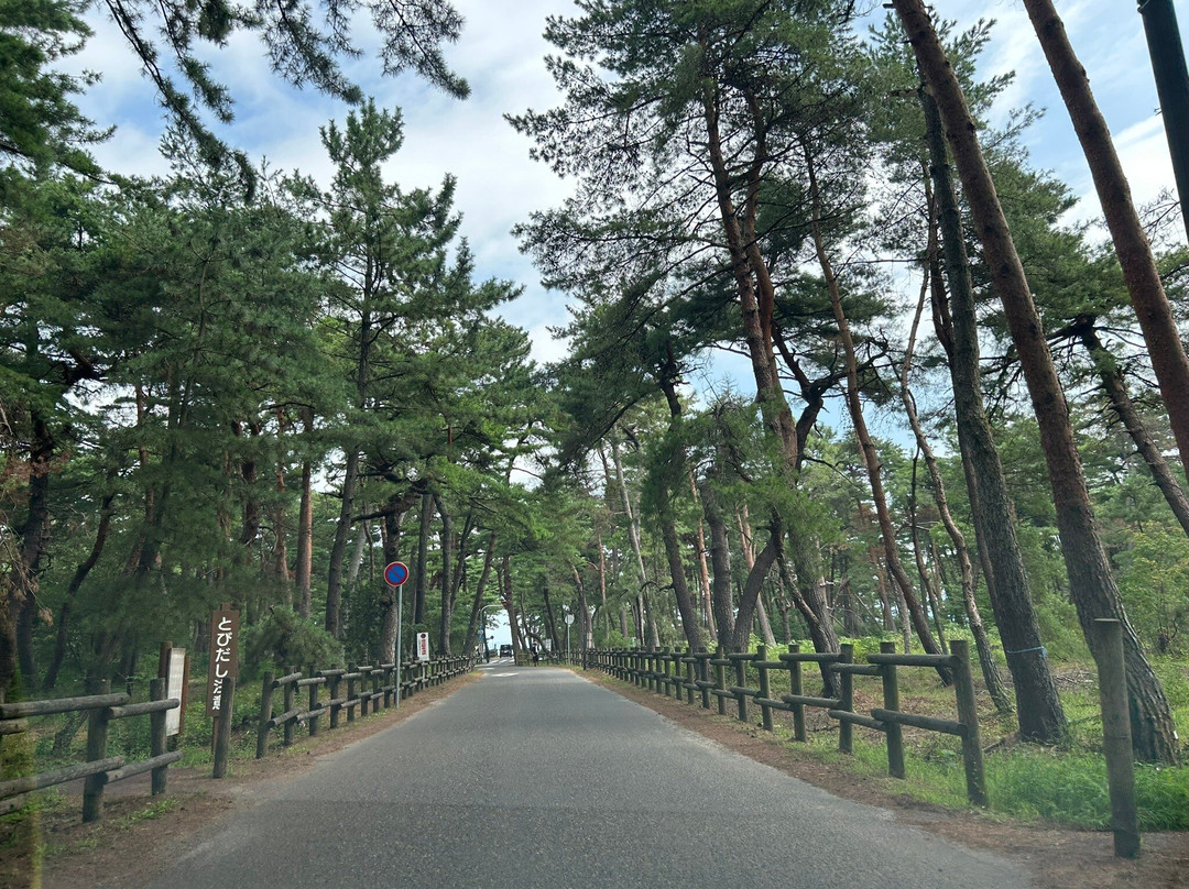 Kehi no Matsubara-敦贺市必去景点