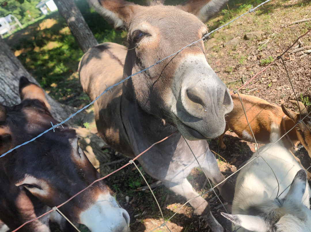 Little Tail Farms-Dunlap必去景点