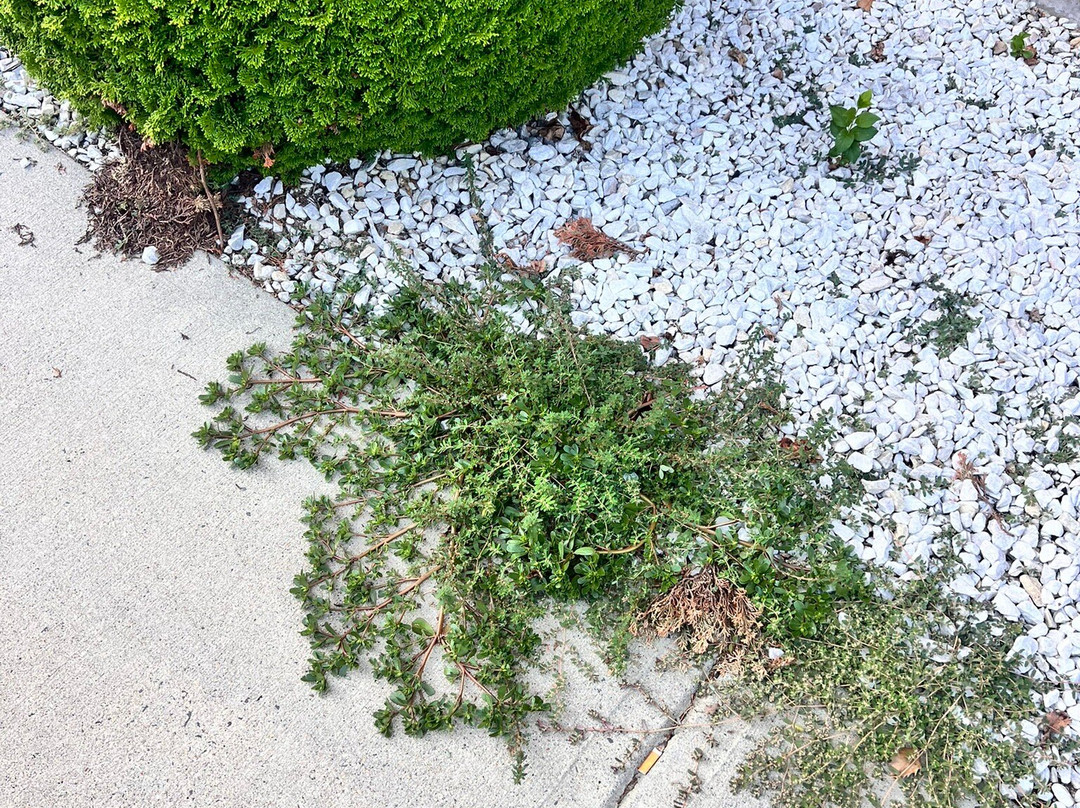 Candlewood Suites-West Springfield by IHG主图