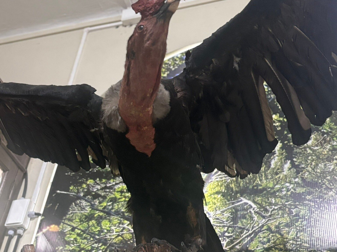 Museo Salesiano / Magiorinno Borgatello-蓬塔阿雷纳斯必去景点