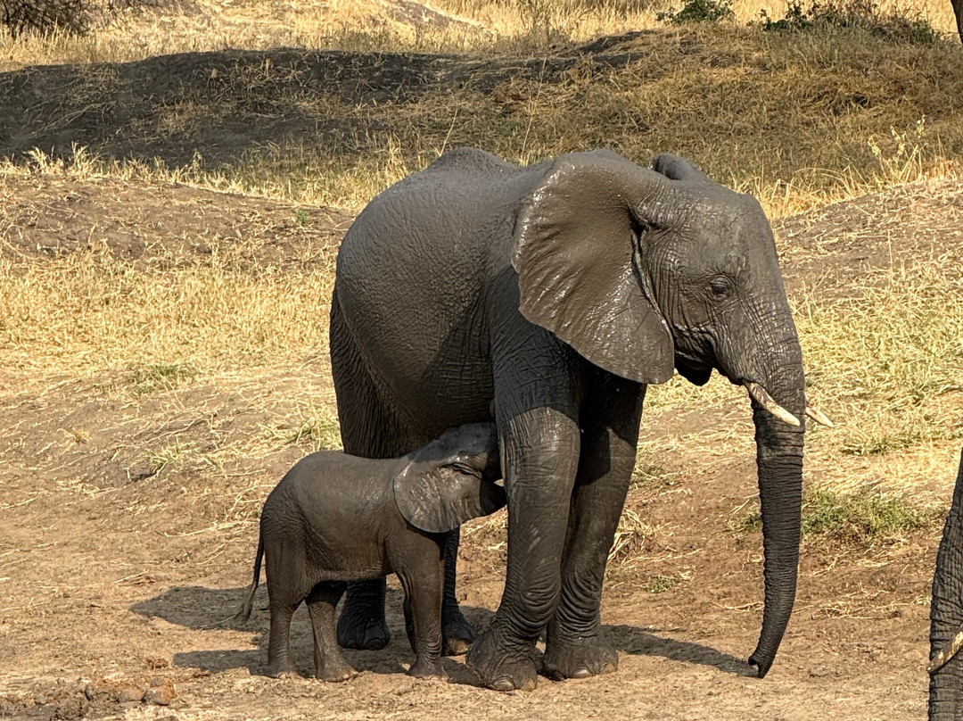 African Traits-阿鲁沙必去景点